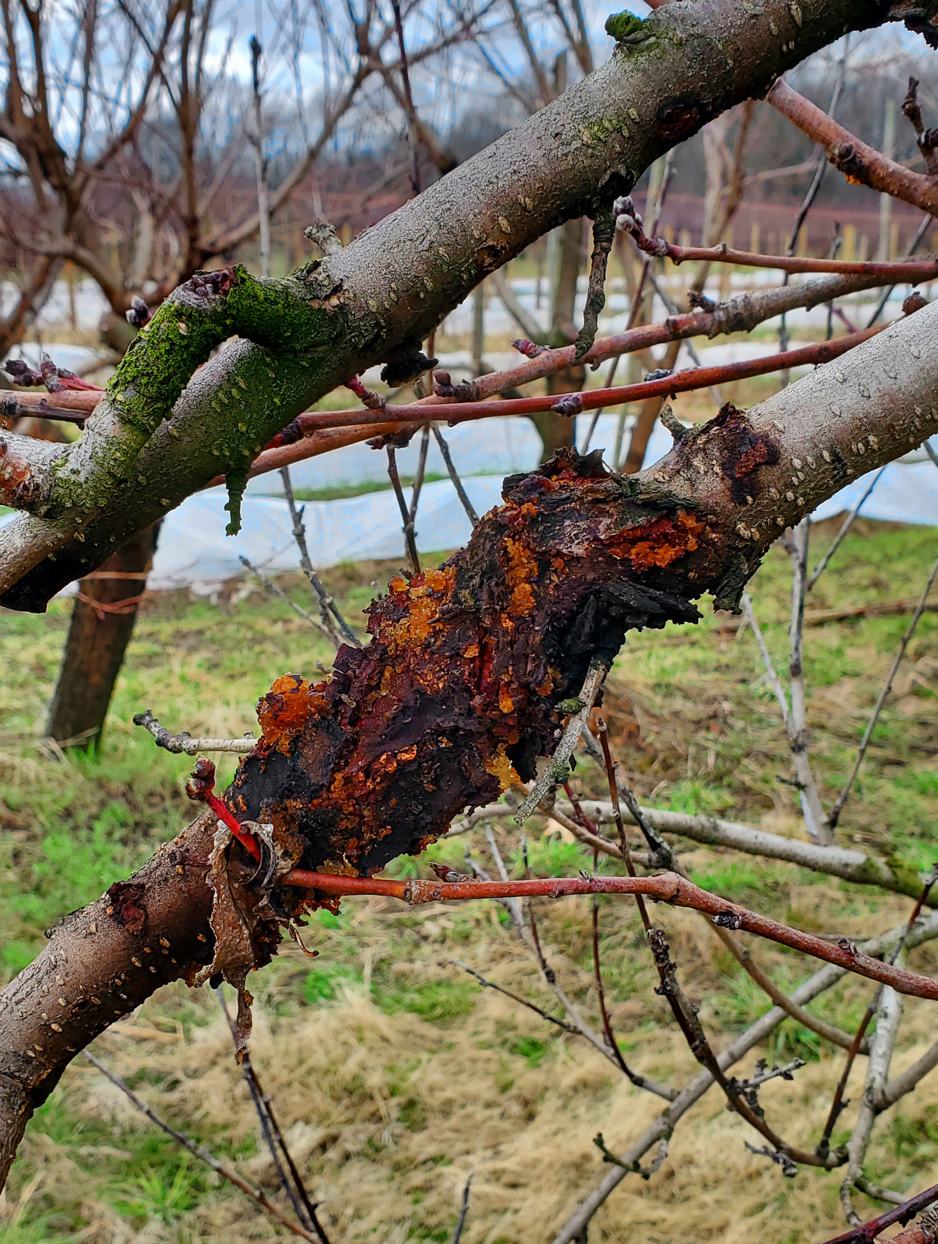 Black knot on plum tree.